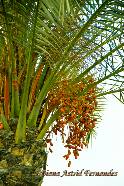 Egypt Date palm
